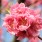 PINKLADY