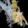 fairy
